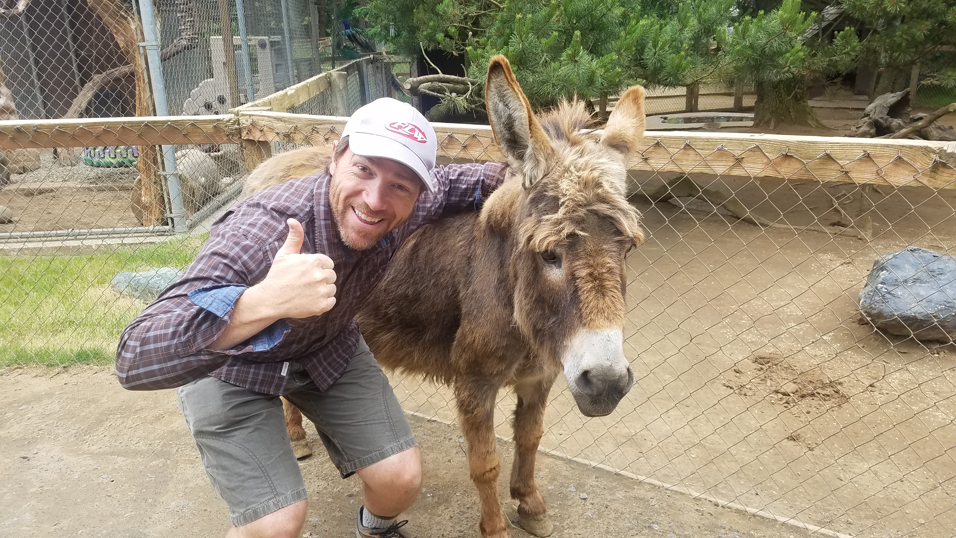 Hans with an actual mule